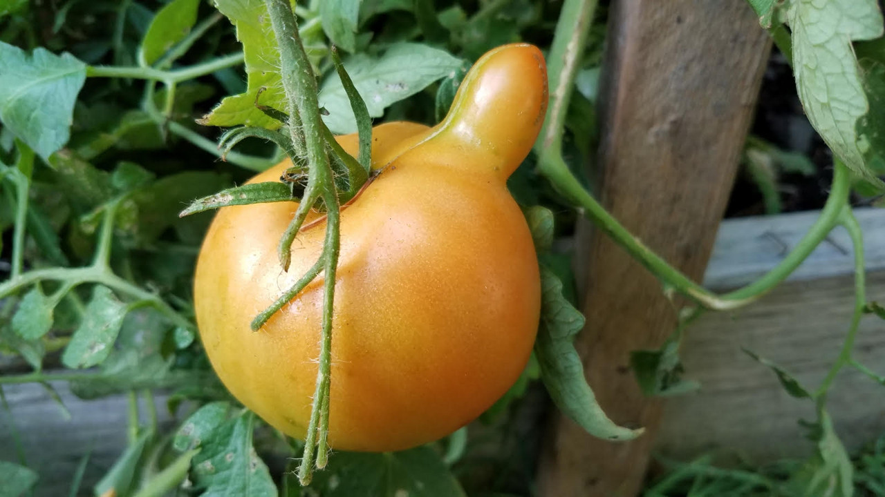 tomatoodd.jpg