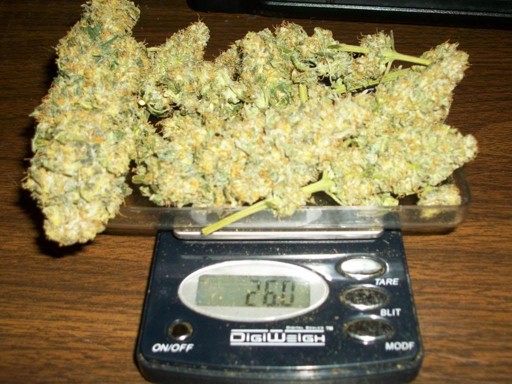 Harvest3Cure2.jpg