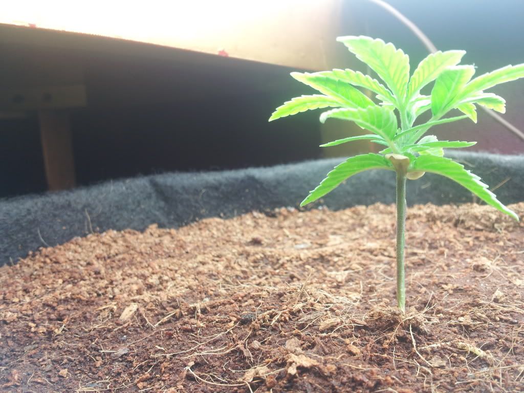 Axilla3wks2days.jpg