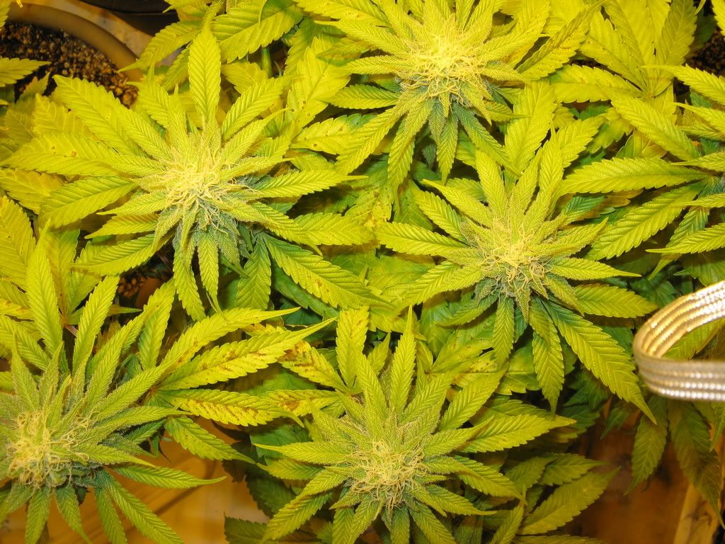 Day29flowering012.jpg