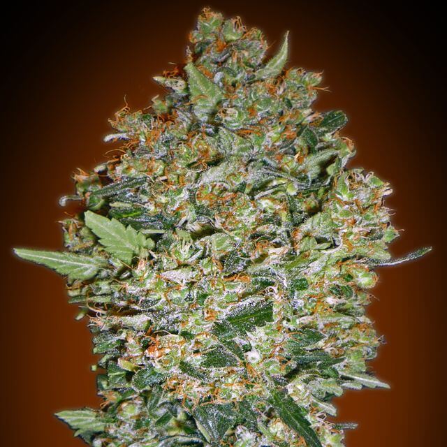 2680.jpg