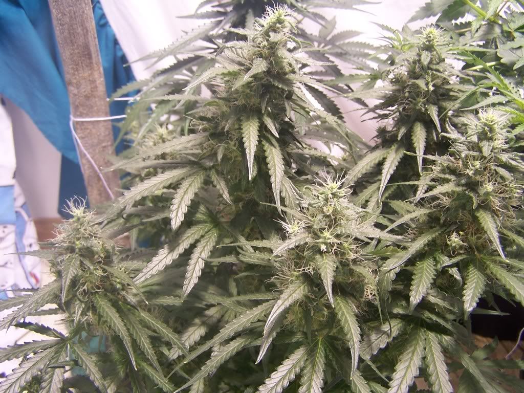 July6picsofcrop007.jpg