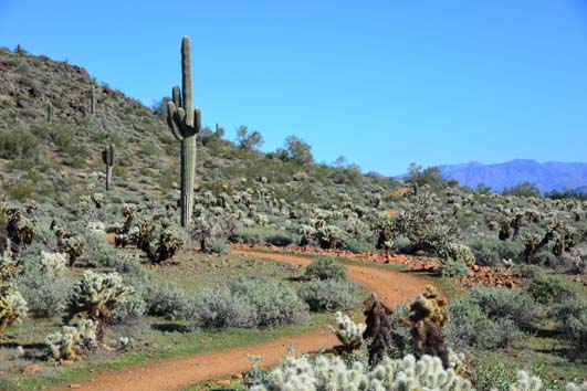 01-Sonoran-Desert-Preserve-5311.jpg