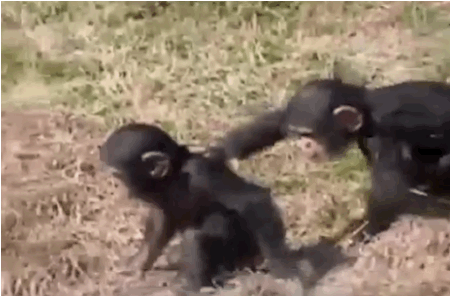 funny-gif-monkey-push.gif