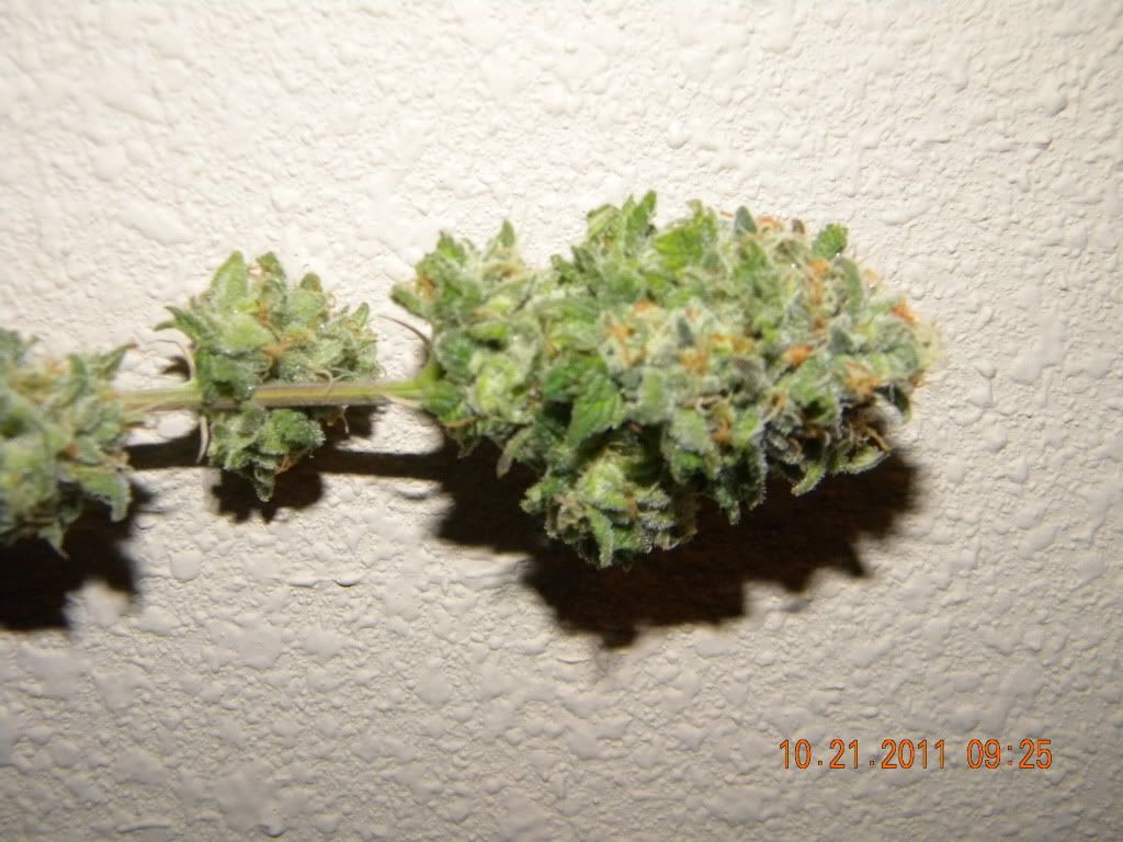 DSCN2917.jpg