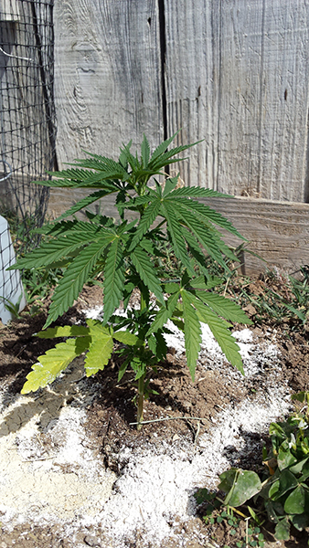 plant4.jpg