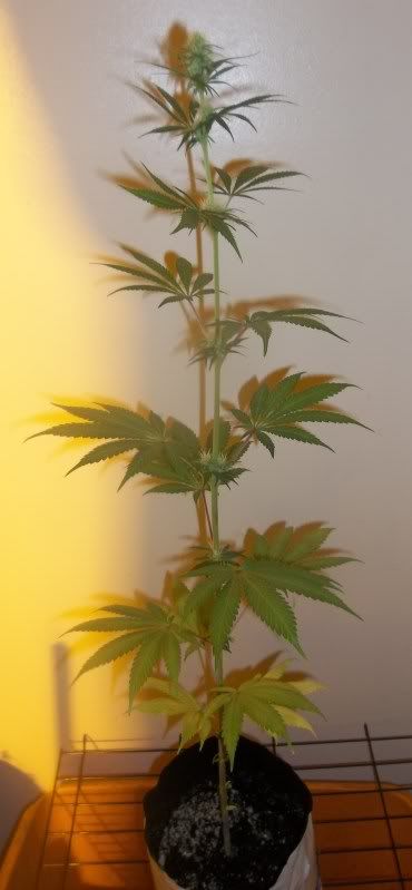 100_1307-1.jpg