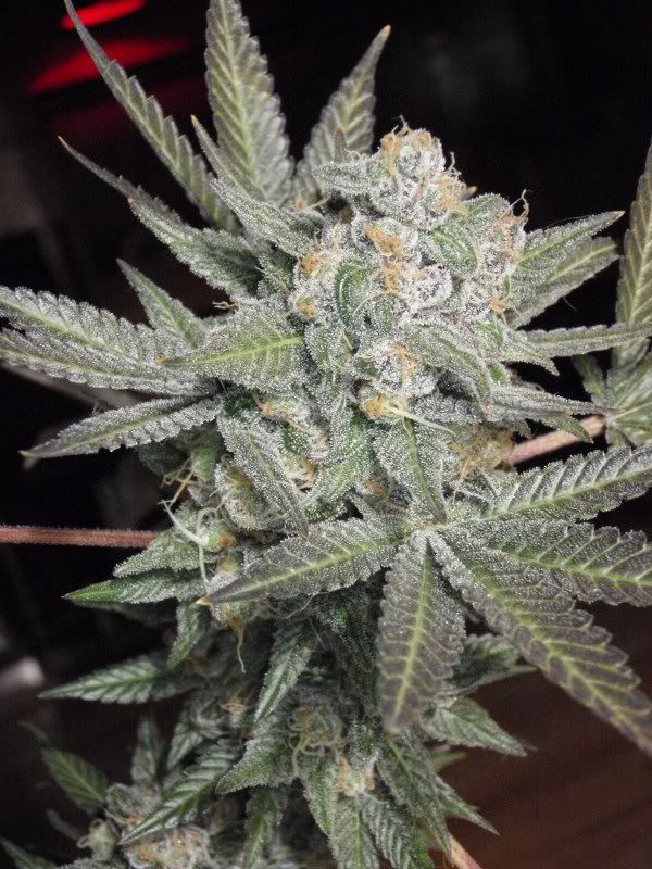 grandmasterharvest17-1.jpg