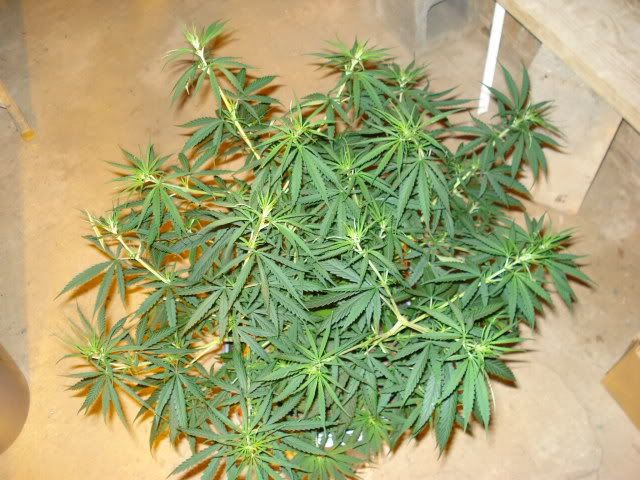 TSSLifeofPlant021.jpg