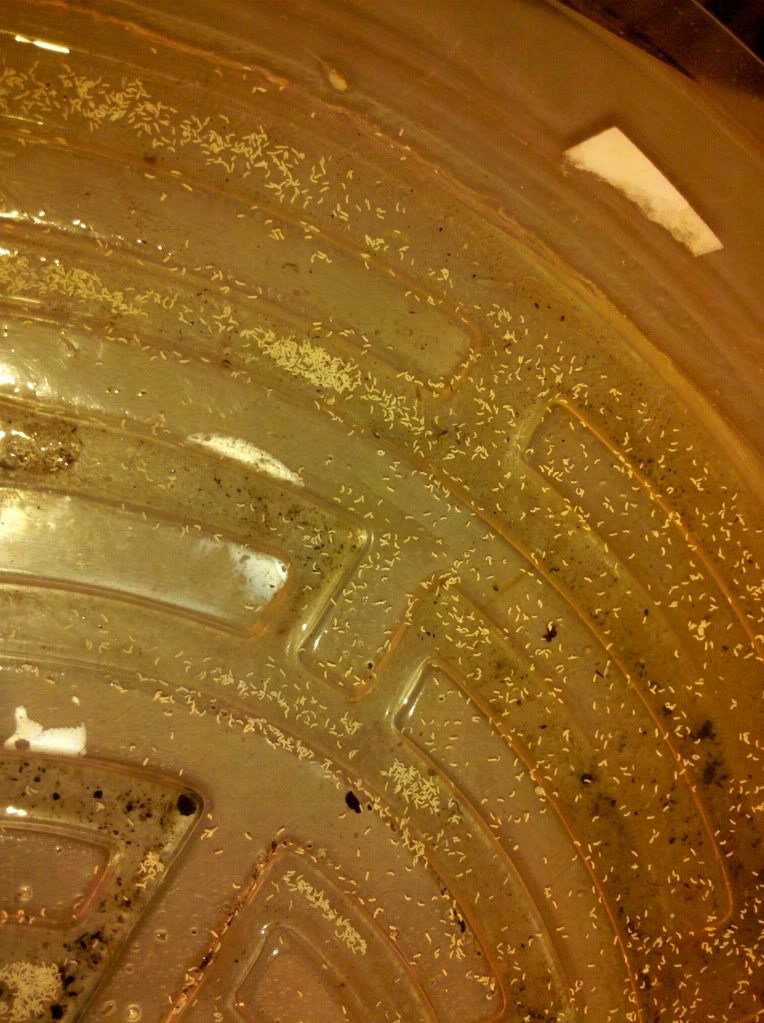 2011-08-26_11-52-53_881.jpg