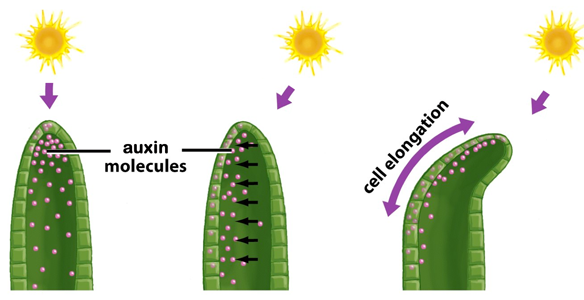 phototropism.png