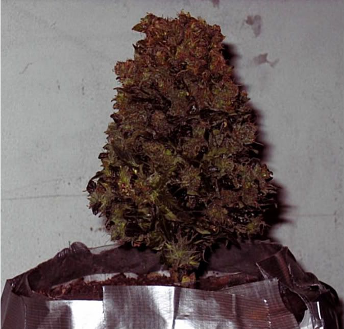 lowryder63harvestday015.jpg