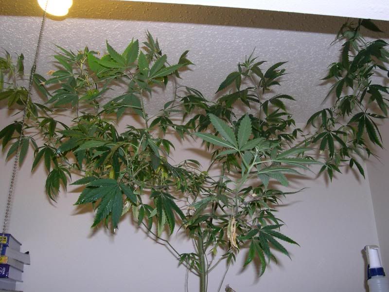 plant1.jpg