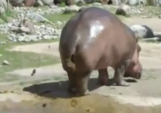 poopinghippo.gif
