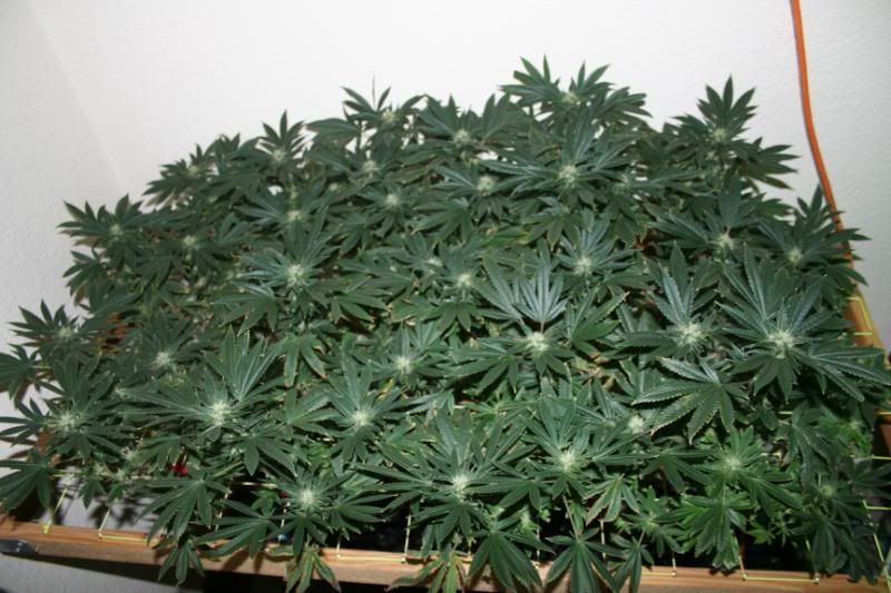Day44Flowering001.jpg