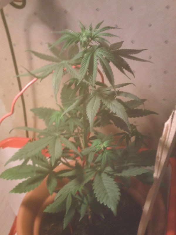Femaleplant1-1.jpg