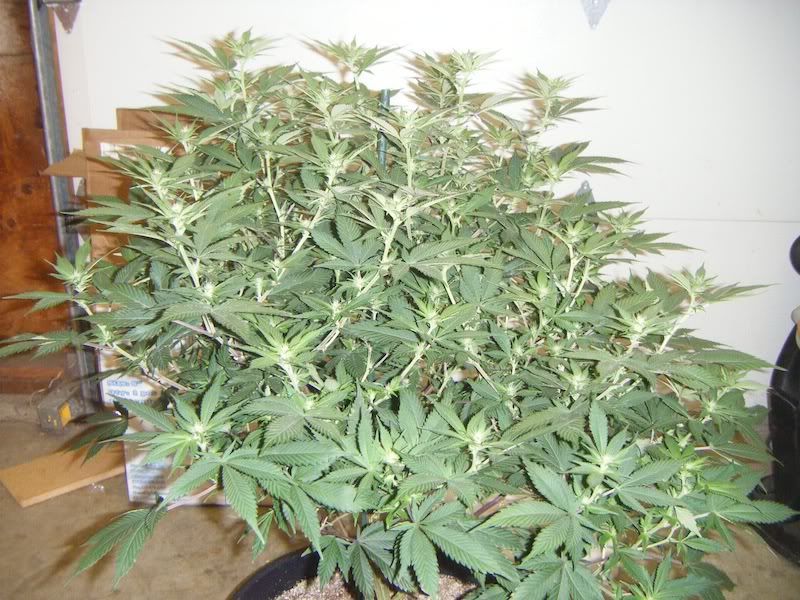 DSCF8224.jpg