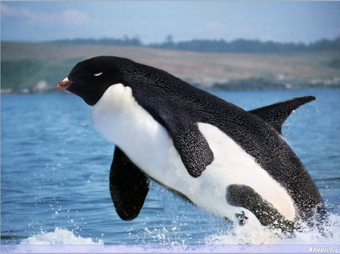 Photoshopped_Animal_15.jpg