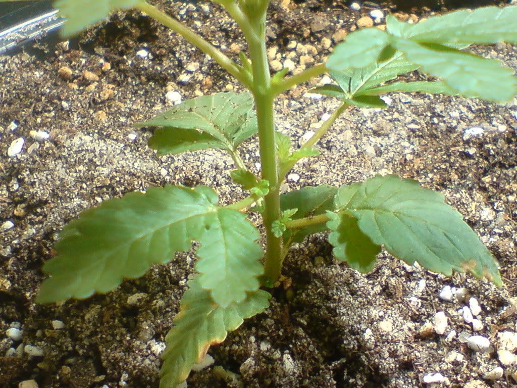 DSC00121.jpg