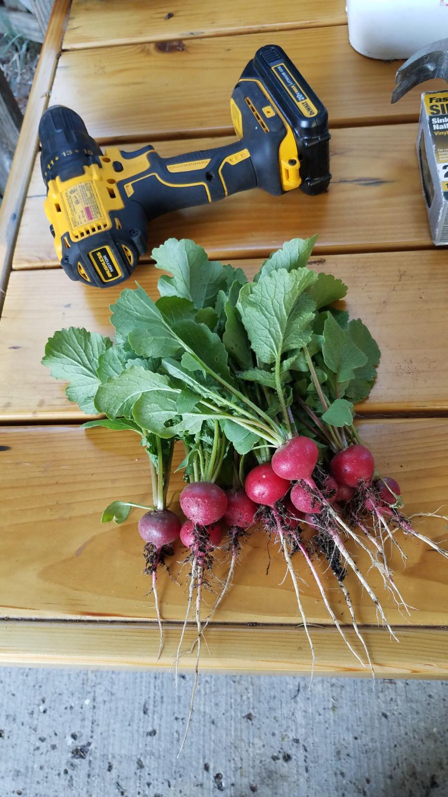 radishes.jpg