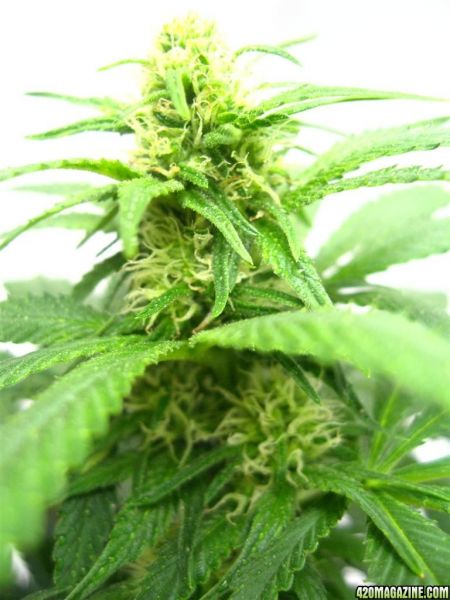 BB_CC_Grow_Update_Sep_13_1_.jpg