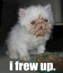 cat+vomit.jpg