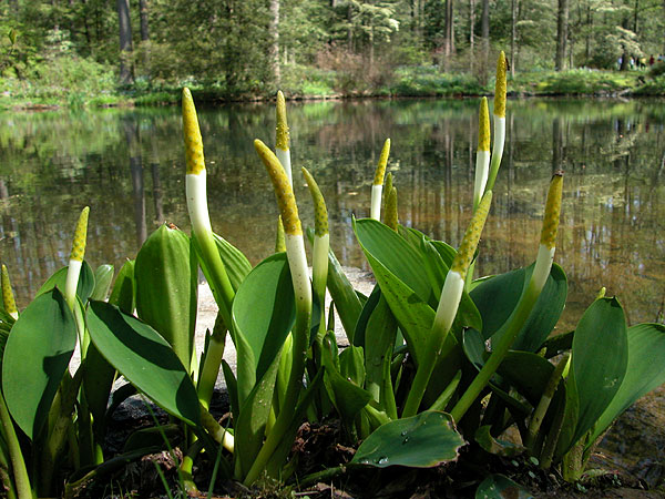 orontium_aquaticum.jpg