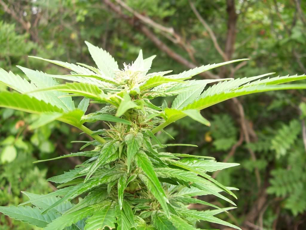 flowering009.jpg