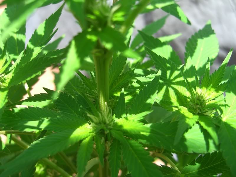 marijuana009.jpg