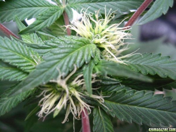 BB_CC_Grow_Update_Sep_13_23_.jpg