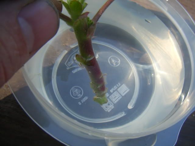 DSCF1386.jpg