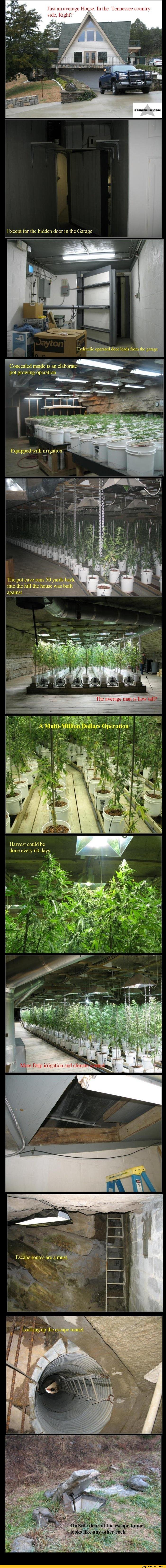 funny-pictures-auto-photo-weed-369576.jpeg