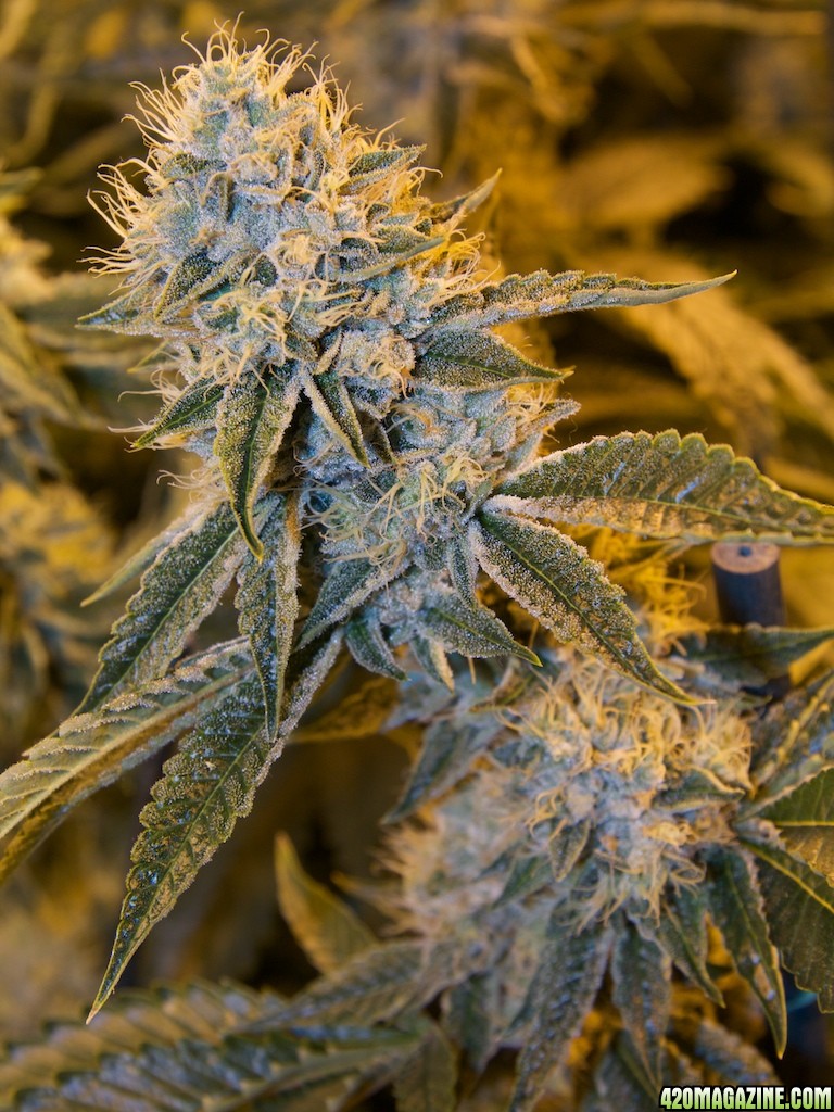 sativa-og-kush.jpg