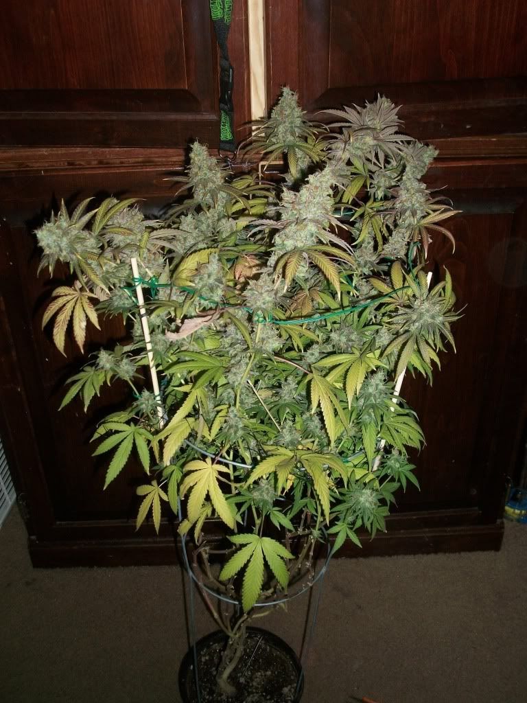11-21-11032.jpg