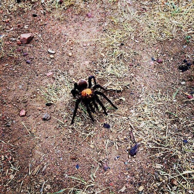 tarantula_zpslsuow0ff.jpg