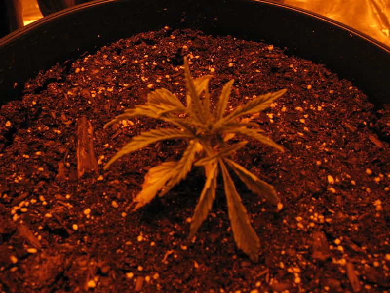 Picture004.jpg