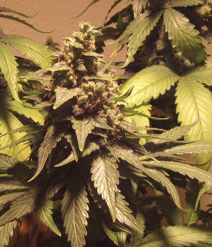 mrnice3wk8close.jpg