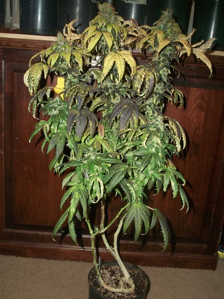 11-21-11036.jpg