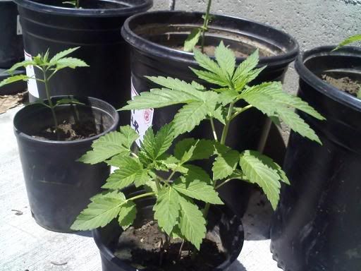 downsized_0627091401a.jpg