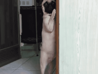 p25A9pI.gif