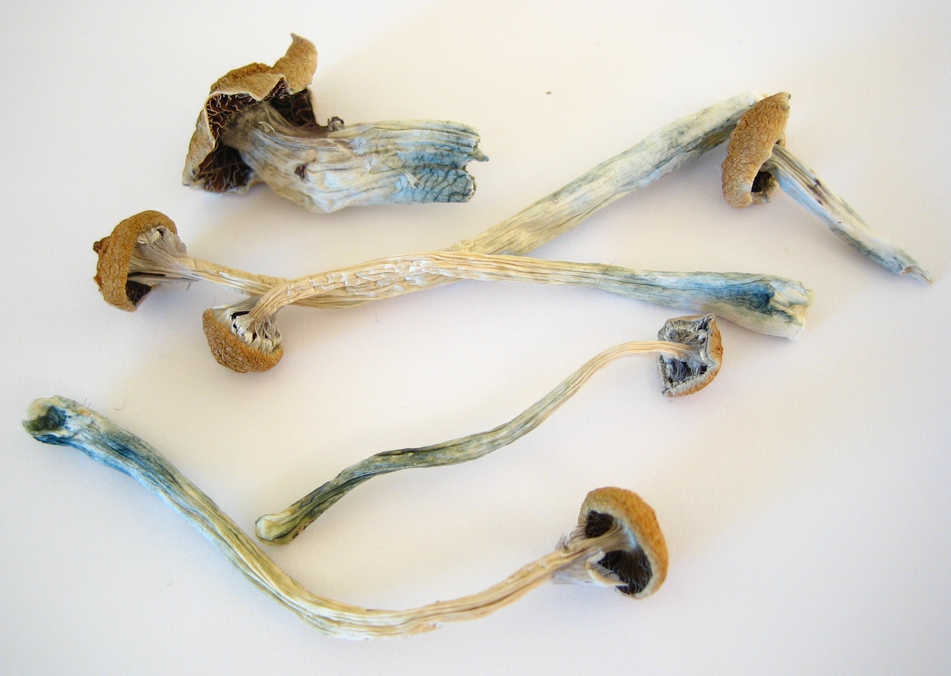 Dried_Cubensis.jpg