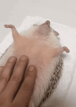gifs_21.gif