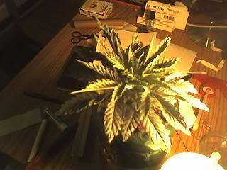 1st_Plant_04-30-07.jpg