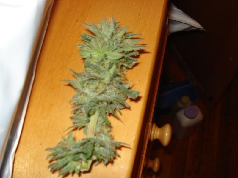 chron037.jpg