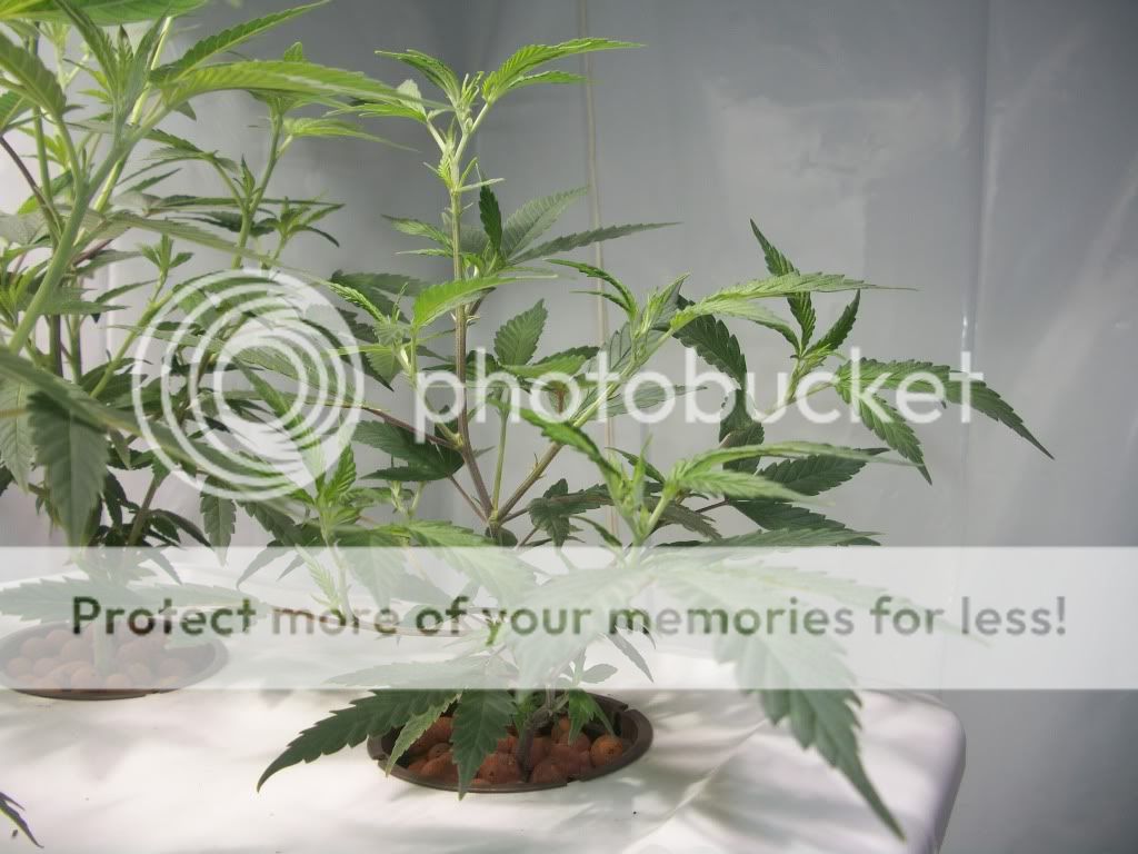 Skunk1Week5.jpg
