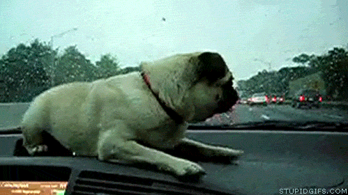 gifs_01.gif
