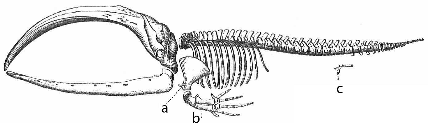 Whale_skeleton.png