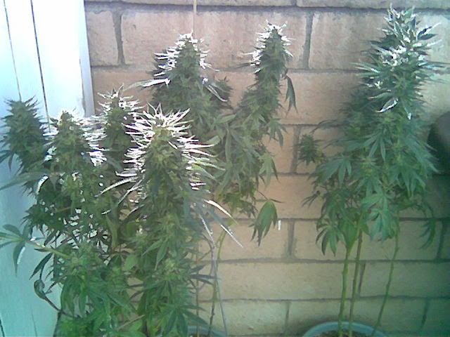 Image0202.jpg
