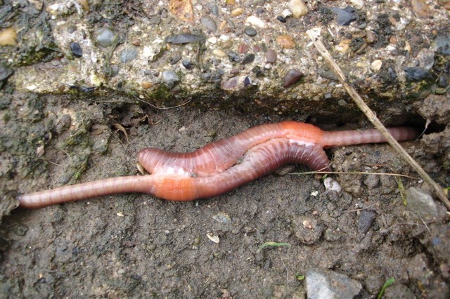 WormsMating2.jpg