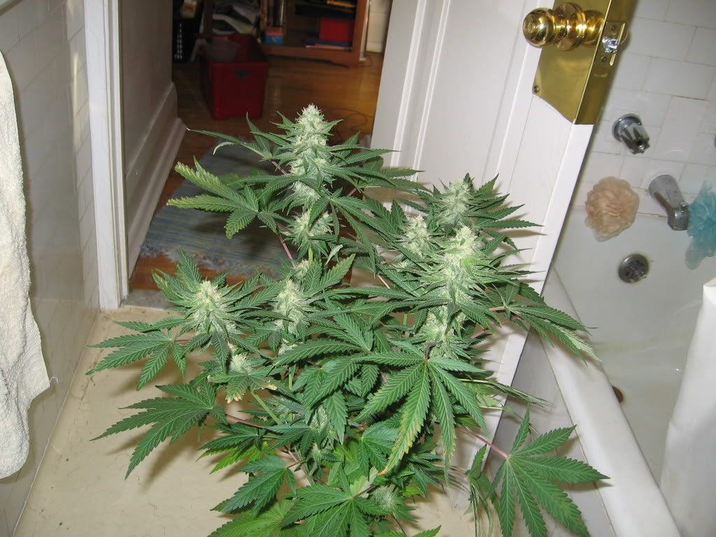 Cindy99250.jpg